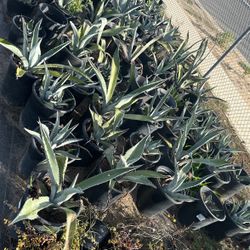 Agave Plants