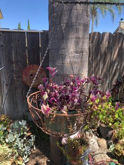 HANGING BASKET PLUS PLANT
