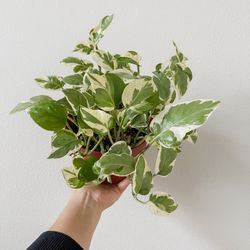Njoy Pothos | 6” Pot