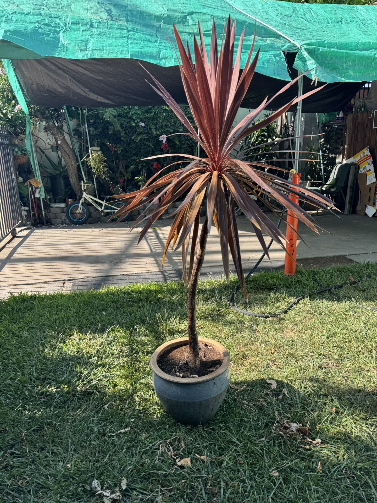 5FT Plant 🪴