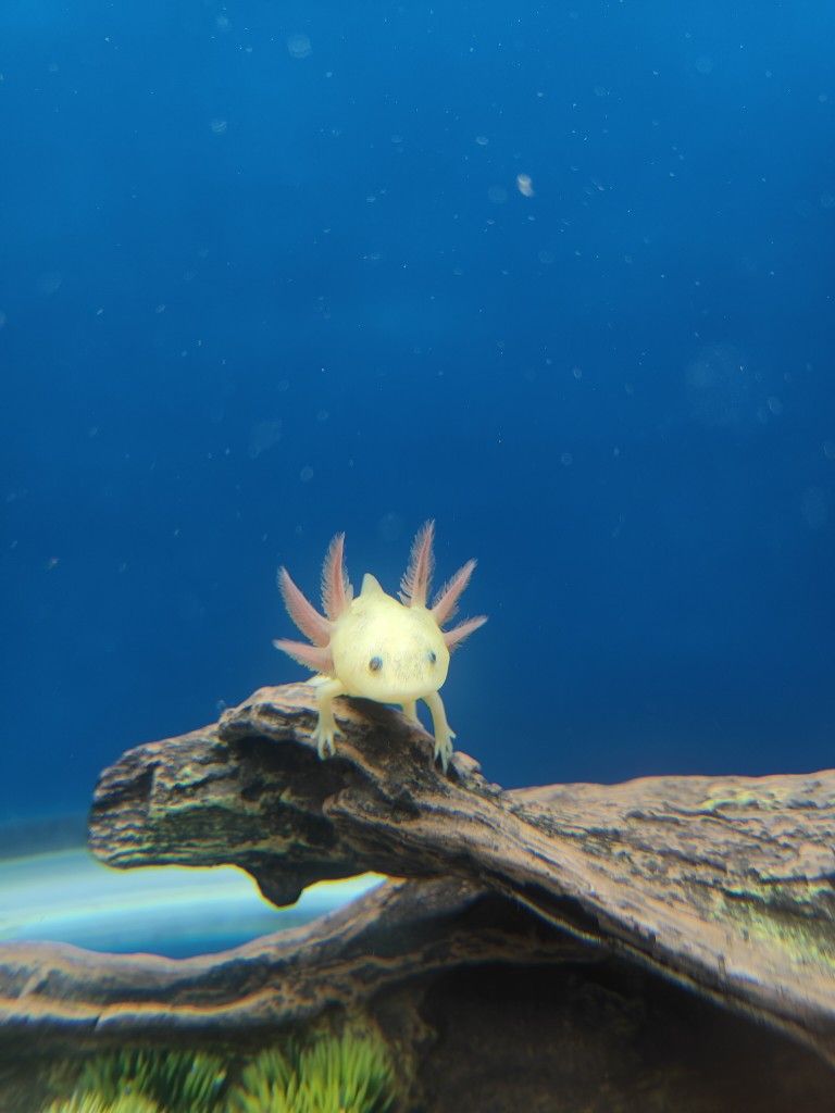 Axolotl