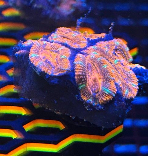 Acan Frags