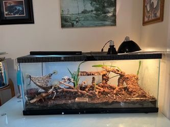 75 Gallon Bioactive Terrarium for Reptiles