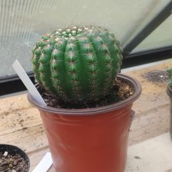 Cacti And Succulents And Others