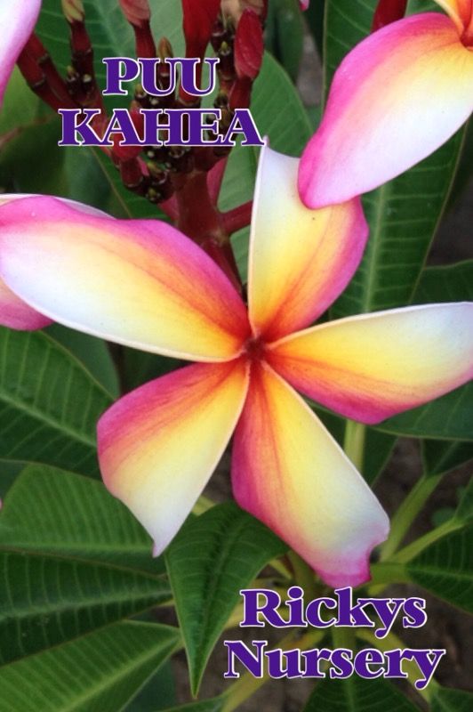 Puu Kahea Plumeria cuttings