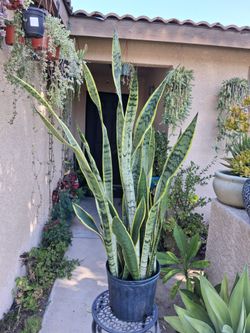 XLG Sensaveria Laurentii "Snake " Plant $65