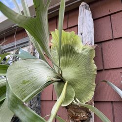Gorgeous Staghorn Fern On Driftwood 