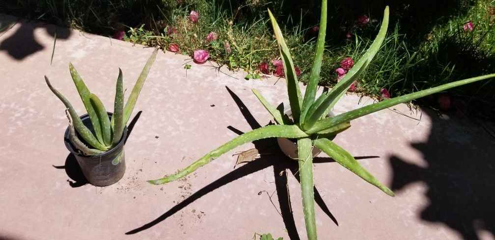 Aloe Vera Healing Plants Difference Sizes