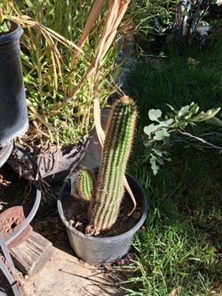 Cactus