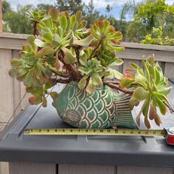 Succulent Fish Pot 17”w 17 h