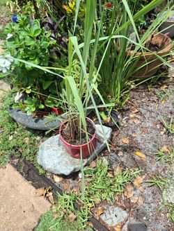 l lemongrass