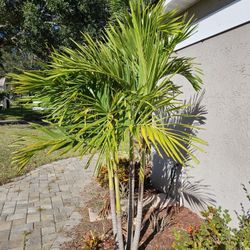 4  FOXTAILS   Dr PHILLIPS AREA, Very Healthy