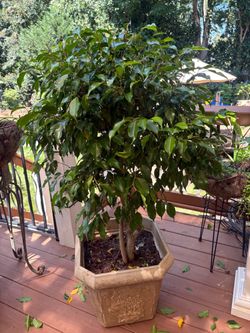 Two  ficus plant