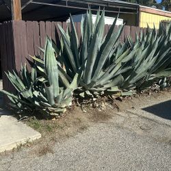 Free Aloe Vera Plant