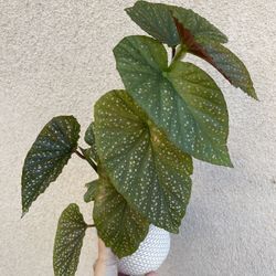 Beautiful Begonia Lercerna Plant With Pot