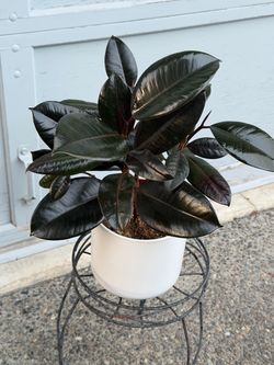 Rubber ficus