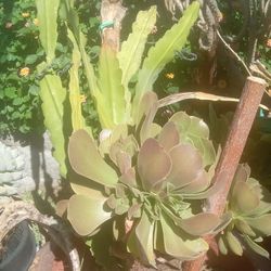 PLANTS