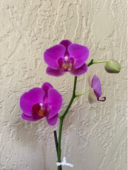 Orchid Flower