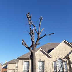 GOOD PRICES ON TREE 🌲