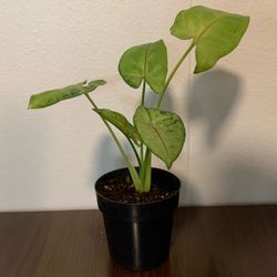 Arrowhead Syngonium, "Berry Allusion", Well Rooted Cutting, Live Houseplant