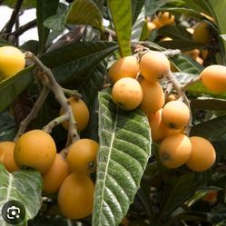 loquat plant