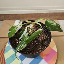 White Princess Philodendron