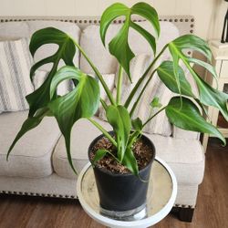 $110 Monstera Burle Marx Flame 🌿 3-gallon pot