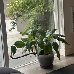 House Plant - Evergreen