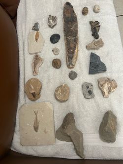 21 pcs fossil  for decoration