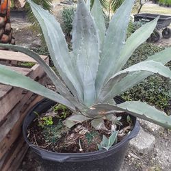 Agave