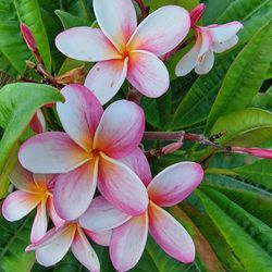 Bundle of ...Plumeria Clippings Porch Pickup