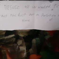 Aquarium Fish Tank Fish Rescue Guy 