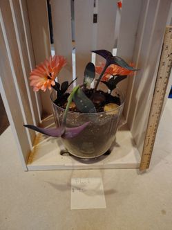 Plant