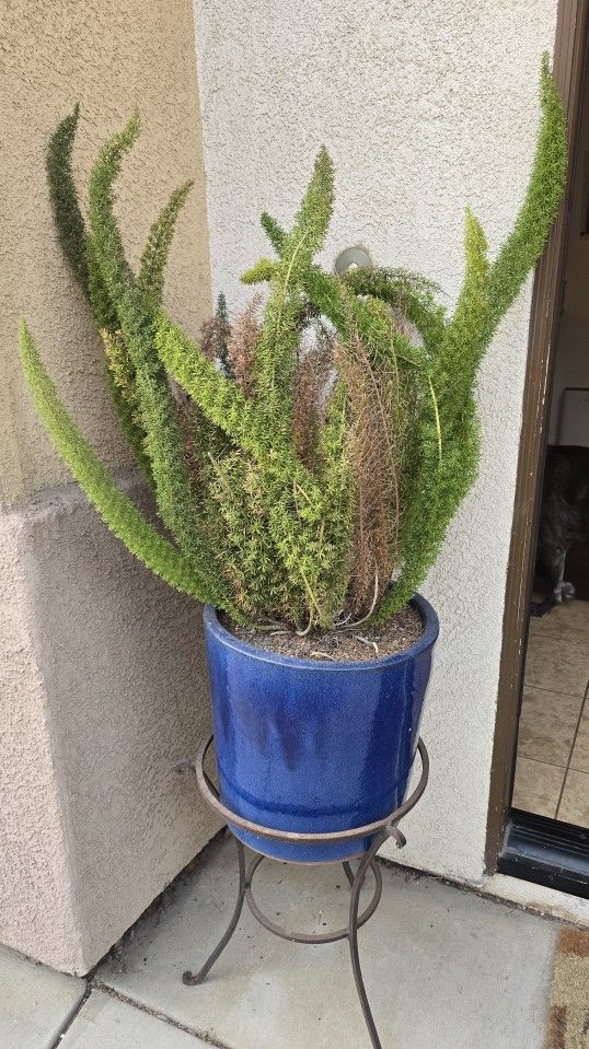 Plants with Porcelain Pots