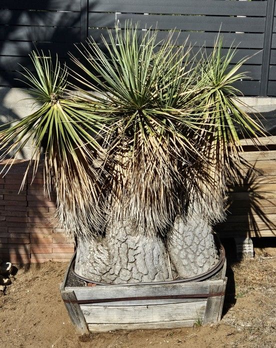 Rare Beucarnea stricta with a one-of-a-kind caudex
