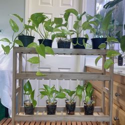 Neon Pothos Starter Plants & Cuttings