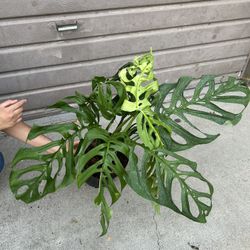 10” Huge Monstera Esqueleto Big Leafs