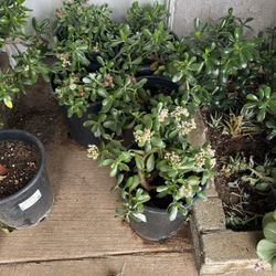 Jade Plant 