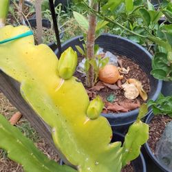 árbol de pitahaya