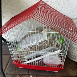 Bird Cage 