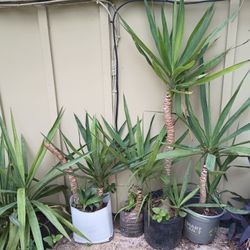 Yucca Plant