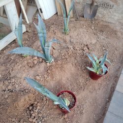 American Agave Plants