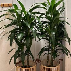 $99 Each Beautiful Dracanea 