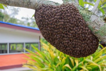 FREE Honey bee removal