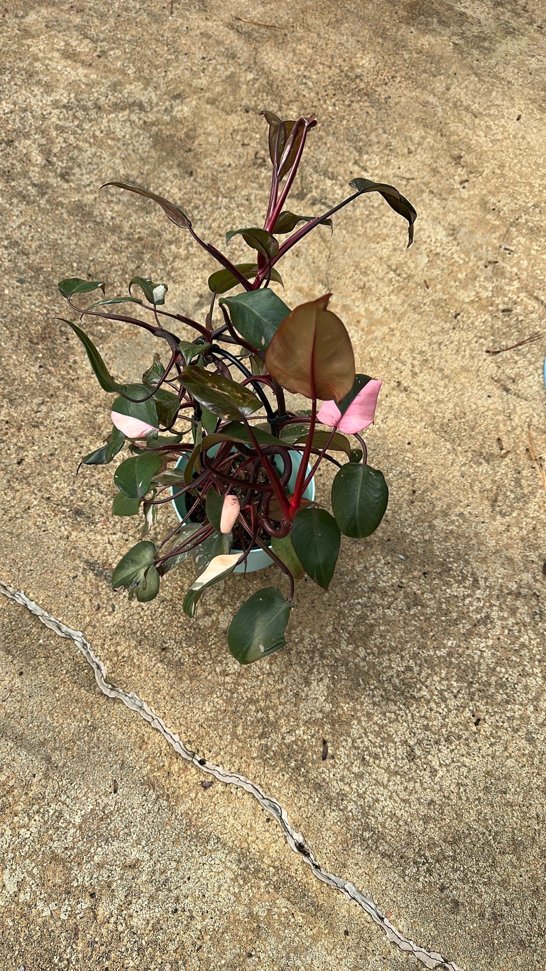 Pink Princess Philodendron 