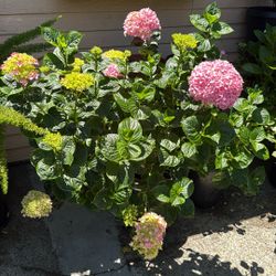 Hydrangeas In 15Gallons, Best Offer
