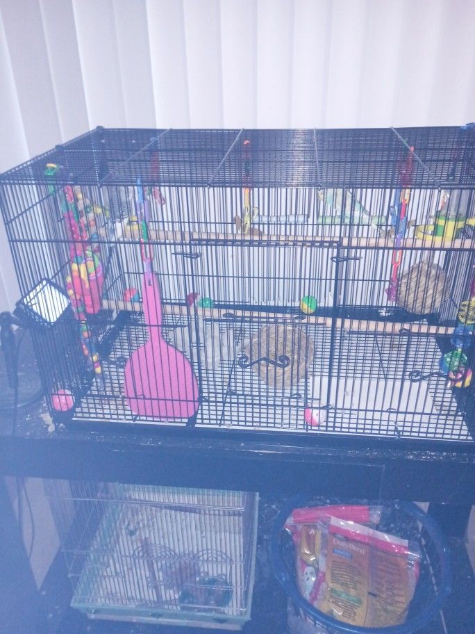 Parakeets ( Boy And Girl)