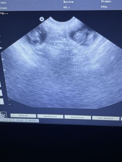 MOBILE DOG PET ULTRASOUND PREGNANCY CONFIRMATIONS