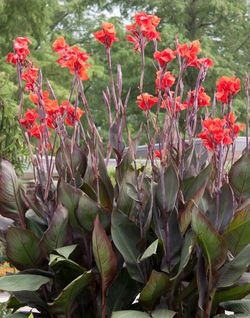 Flowering plants and cuttings,  10 for $10