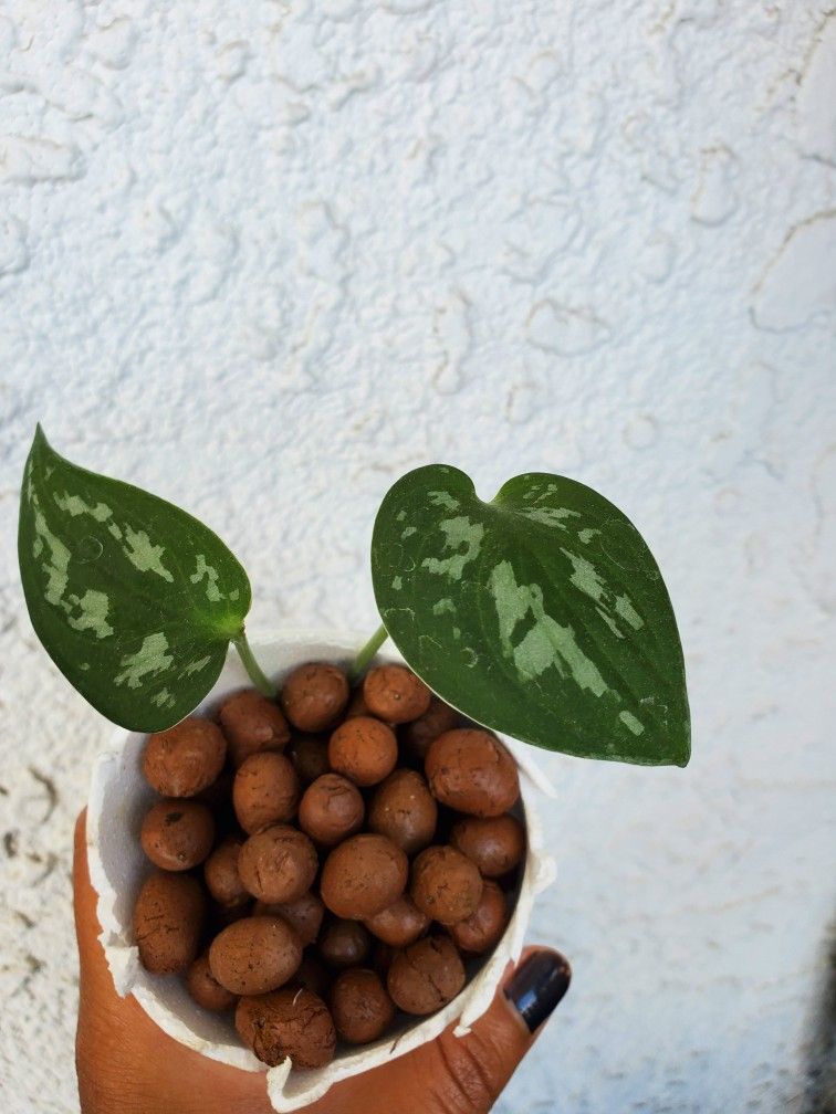 Satin Pothos Cuttings In Lecca